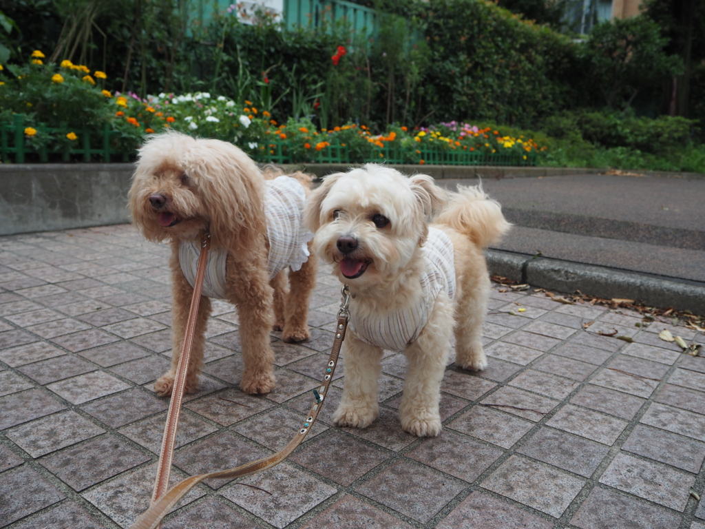 f:id:kubiwakoubou:20150724210252j:plain f:id:kubiwakoubou:20150724210252j:plain