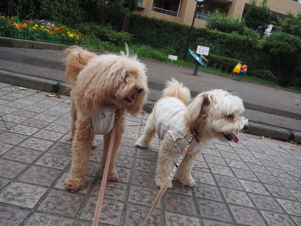 f:id:kubiwakoubou:20150724211619j:plain f:id:kubiwakoubou:20150724211619j:plain