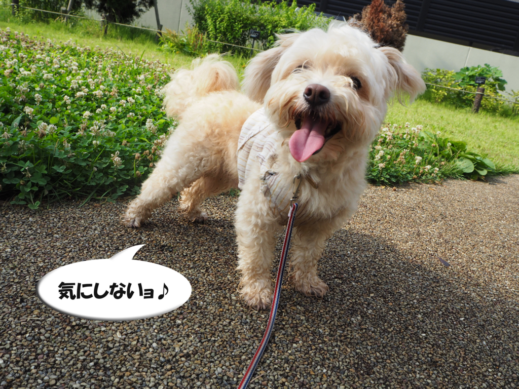 f:id:kubiwakoubou:20150726221922j:plain f:id:kubiwakoubou:20150726221922j:plain