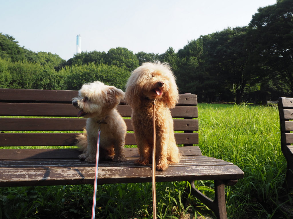 f:id:kubiwakoubou:20150727215551j:plain f:id:kubiwakoubou:20150727215551j:plain