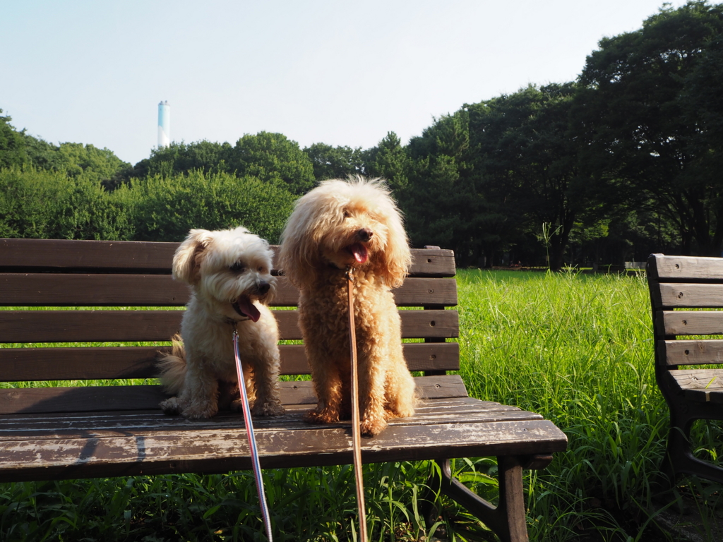 f:id:kubiwakoubou:20150727220251j:plain f:id:kubiwakoubou:20150727220251j:plain