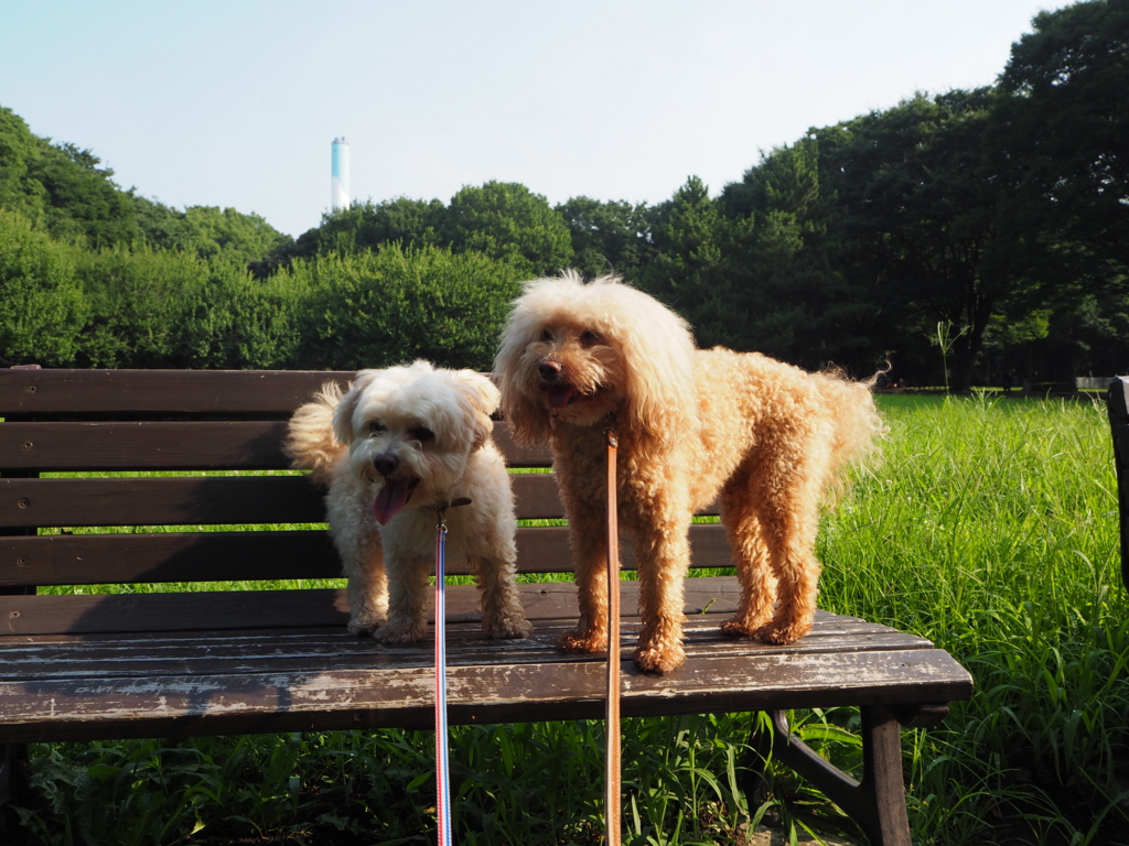 f:id:kubiwakoubou:20150727220604j:plain f:id:kubiwakoubou:20150727220604j:plain