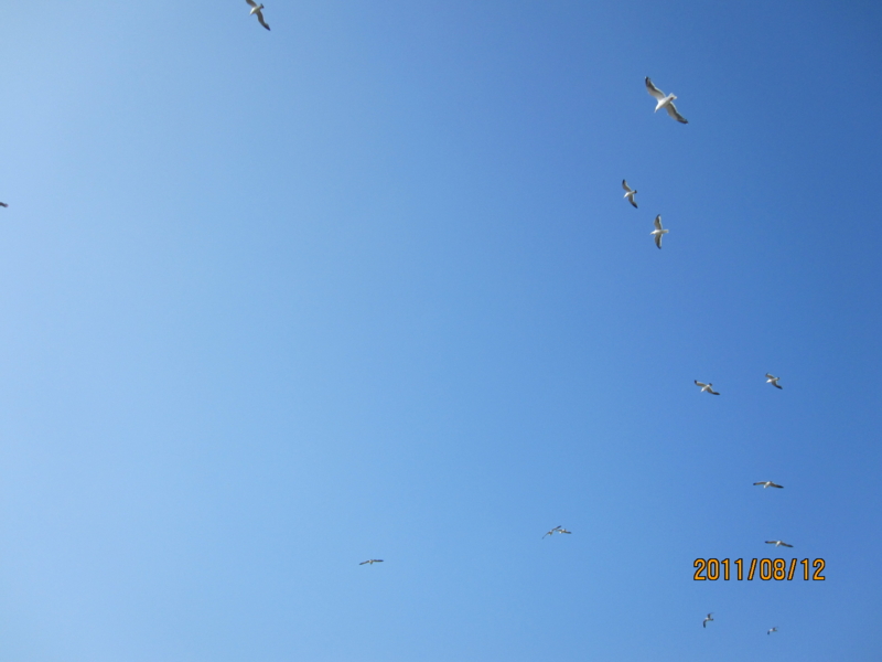 f:id:kudo_iku:20110812154237j:image