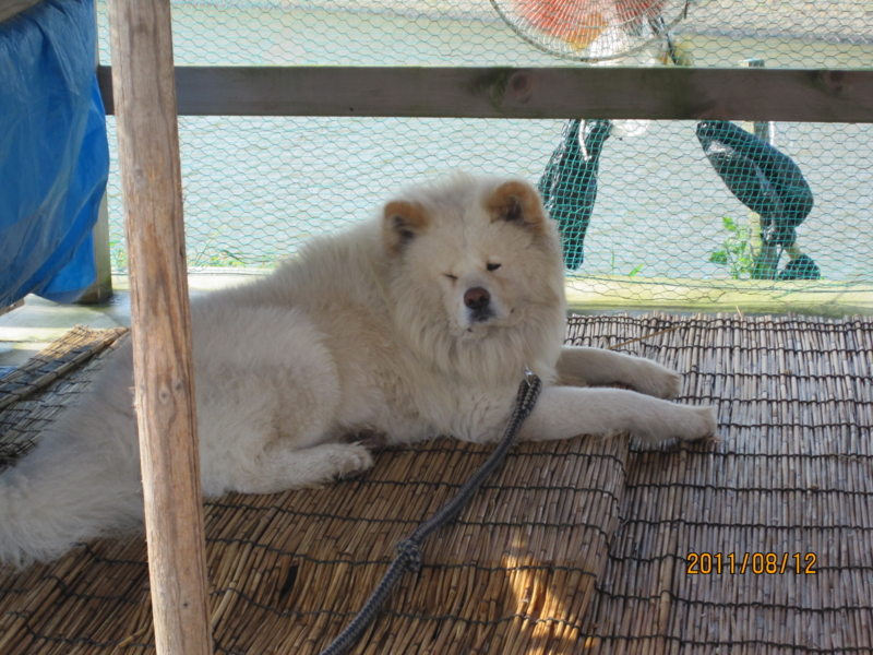 f:id:kudo_iku:20110812154244j:image:w640