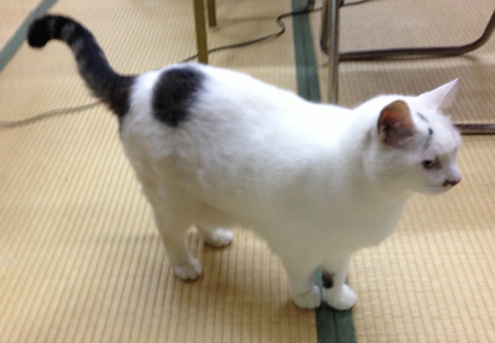 f:id:kuenishi:20121206210818p:plain