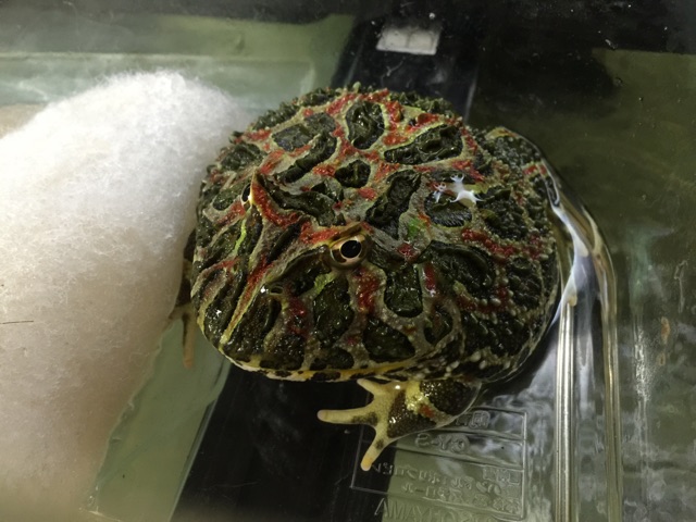 f:id:kuma-shorinji:20150321231014j:plain f:id:kuma-shorinji:20150321231014j:plain