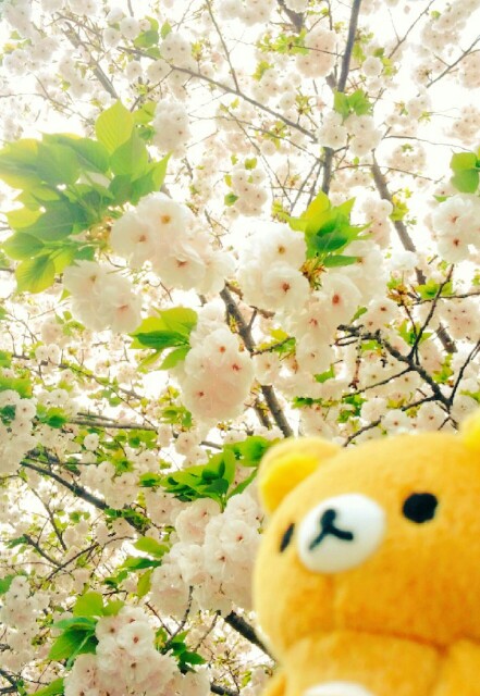 f:id:kumamamamai:20160412123338j:image f:id:kumamamamai:20160412123338j:image