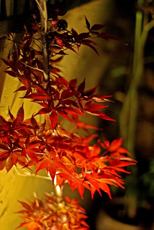 f:id:kumarin:20070524200858j:image:right:h160 f:id:kumarin:20070524200858j:image:right:h160