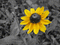 f:id:kumasun:20051010132224j:image:small f:id:kumasun:20051010132224j:image:small