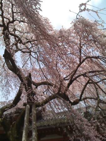 f:id:kunisawa:20100423183634j:image f:id:kunisawa:20100423183634j:image