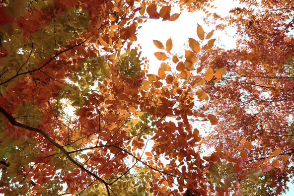 f:id:kurischool:20150827165202p:plain f:id:kurischool:20150827165202p:plain