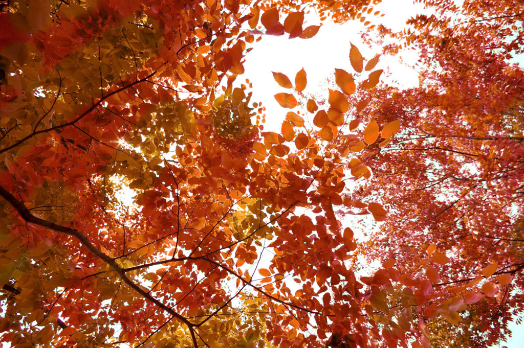 f:id:kurischool:20150827165927j:plain f:id:kurischool:20150827165927j:plain