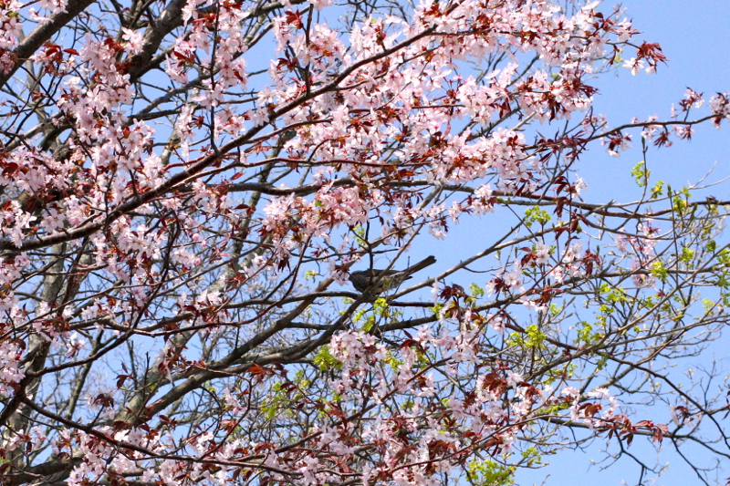 f:id:kuroandy:20150429141708j:plain f:id:kuroandy:20150429141708j:plain