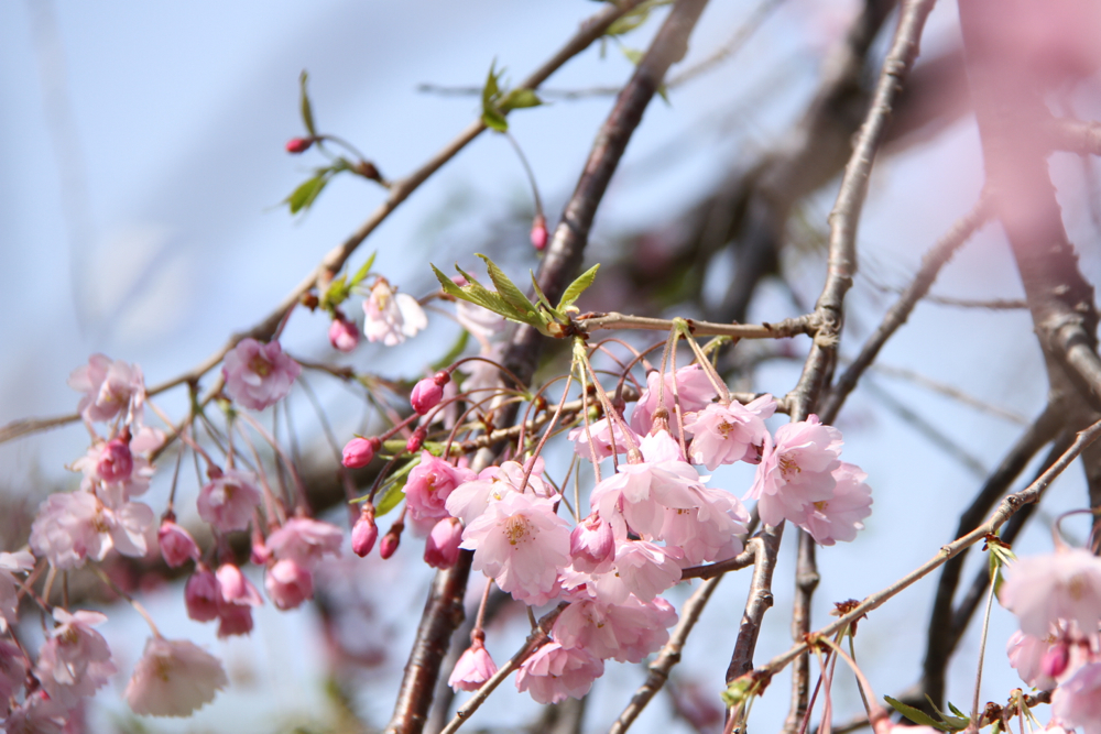f:id:kuroandy:20150506092547j:plain f:id:kuroandy:20150506092547j:plain