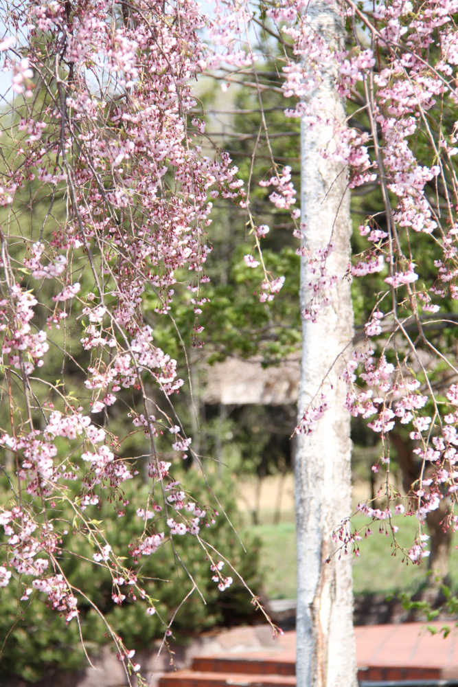 f:id:kuroandy:20150506092614j:plain f:id:kuroandy:20150506092614j:plain
