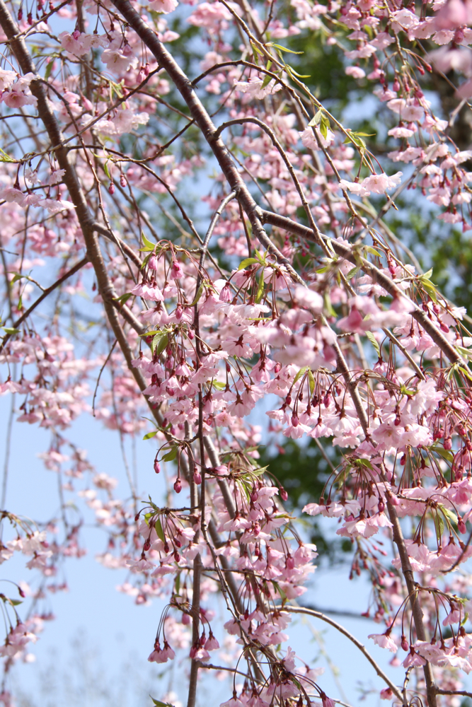 f:id:kuroandy:20150506092912j:plain f:id:kuroandy:20150506092912j:plain