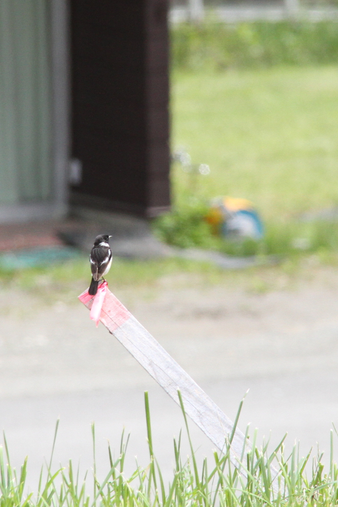 f:id:kuroandy:20150606113429j:plain f:id:kuroandy:20150606113429j:plain