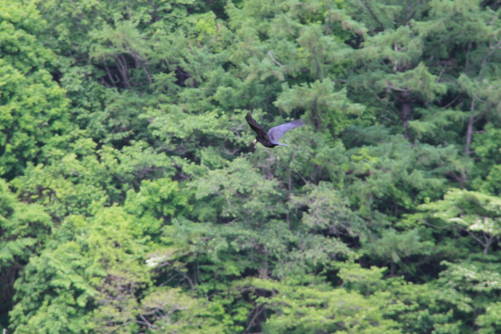 f:id:kuroandy:20150606125626j:plain f:id:kuroandy:20150606125626j:plain