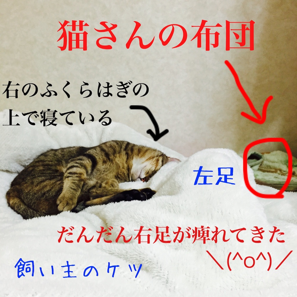 f:id:kurozi96:20151108234649j:image f:id:kurozi96:20151108234649j:image
