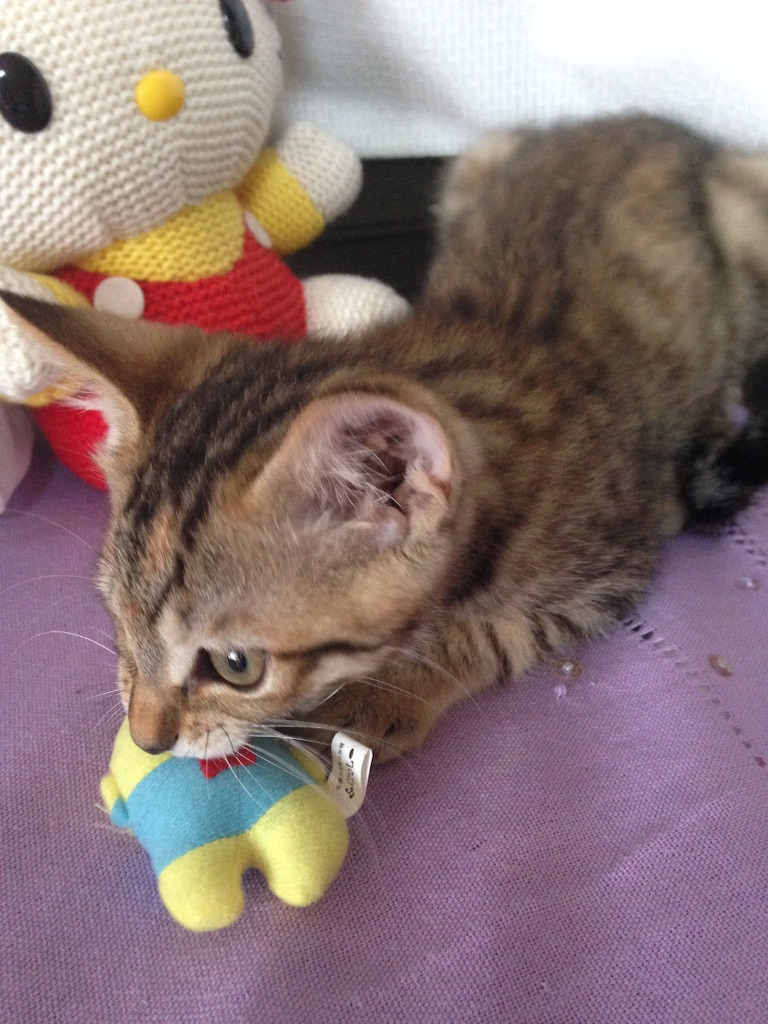 f:id:kurozi96:20151109041011j:image f:id:kurozi96:20151109041011j:image