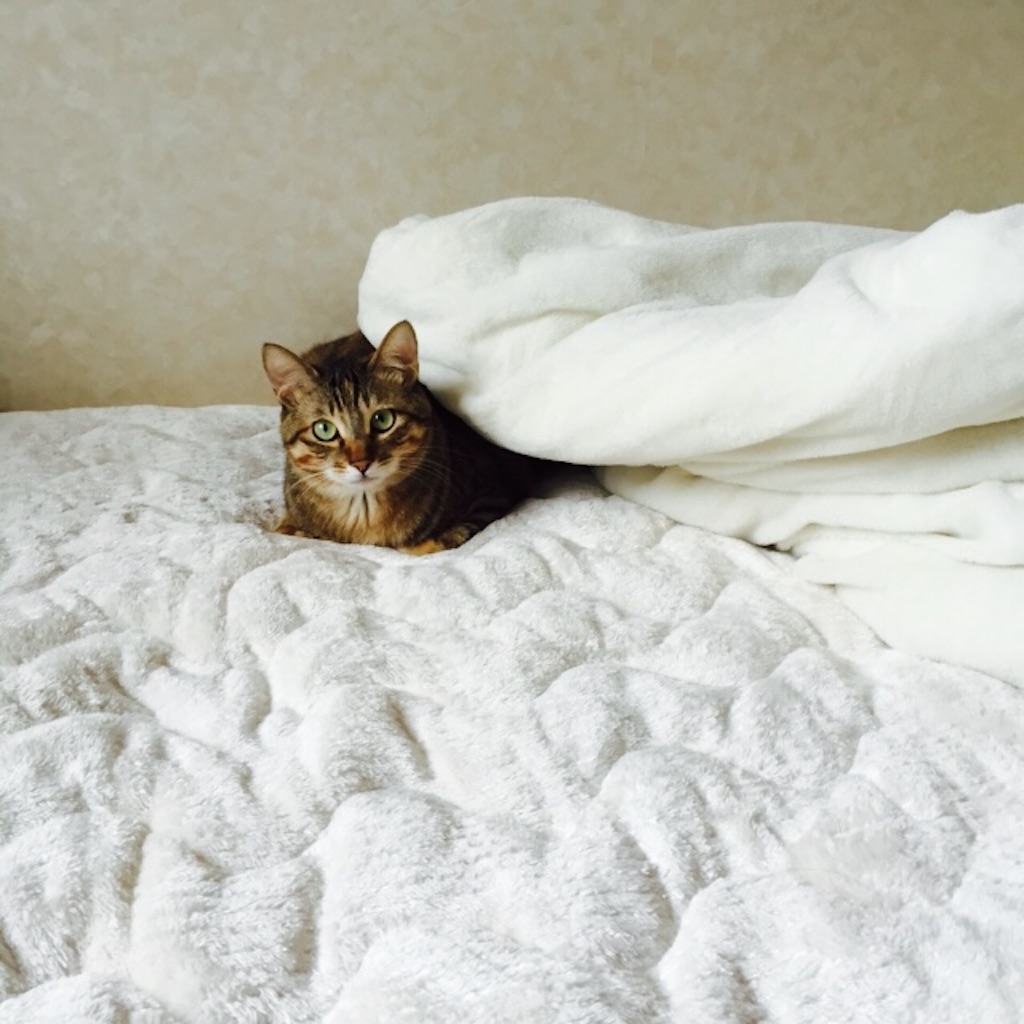 f:id:kurozi96:20151111123606j:image f:id:kurozi96:20151111123606j:image