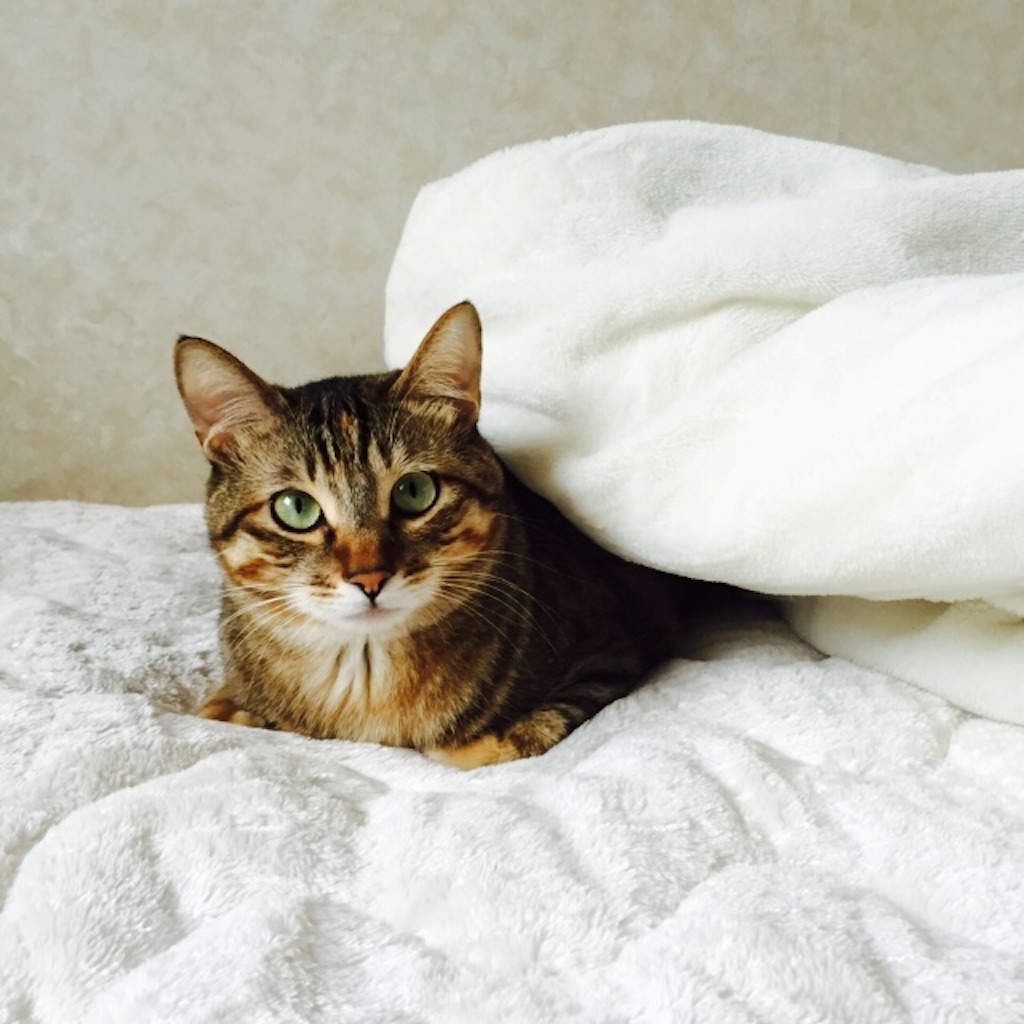f:id:kurozi96:20151111123659j:image f:id:kurozi96:20151111123659j:image