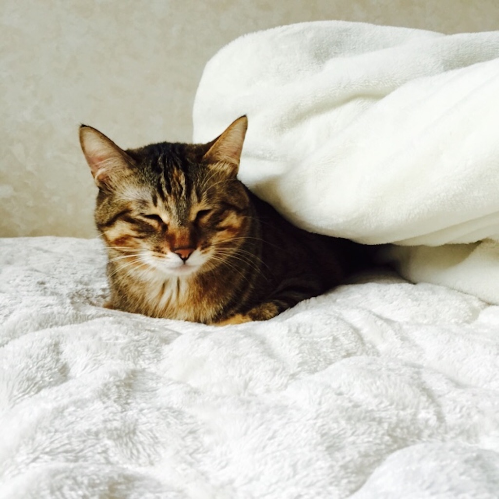 f:id:kurozi96:20151111123703j:image f:id:kurozi96:20151111123703j:image