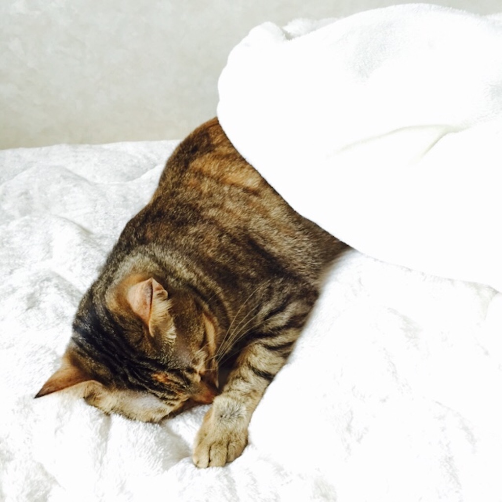 f:id:kurozi96:20151111123749j:image f:id:kurozi96:20151111123749j:image