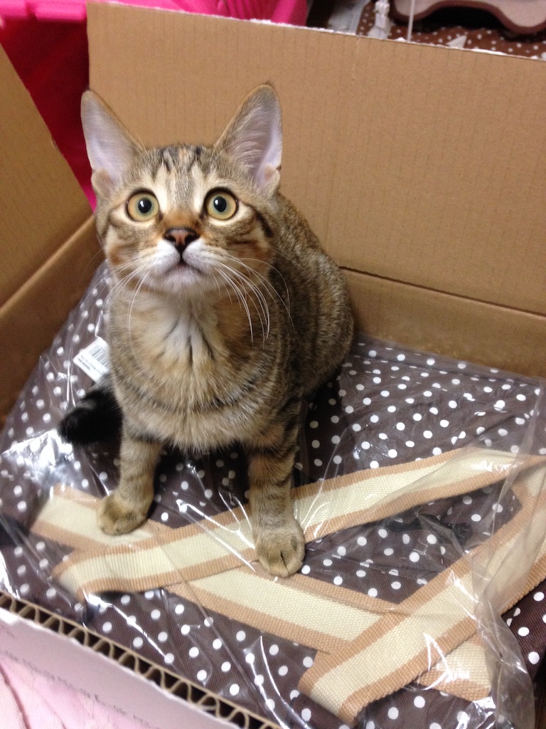 f:id:kurozi96:20151111195427j:image f:id:kurozi96:20151111195427j:image
