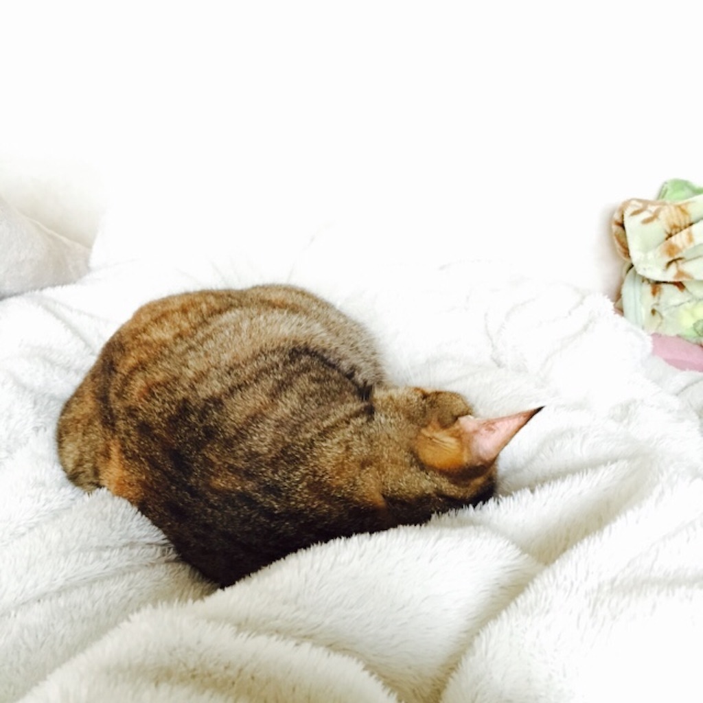 f:id:kurozi96:20151129221858j:image f:id:kurozi96:20151129221858j:image