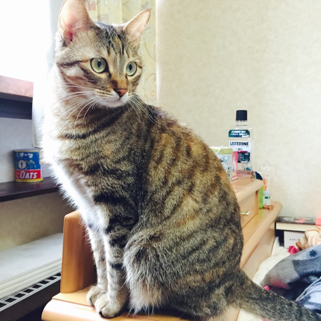 f:id:kurozi96:20151215171454j:image f:id:kurozi96:20151215171454j:image