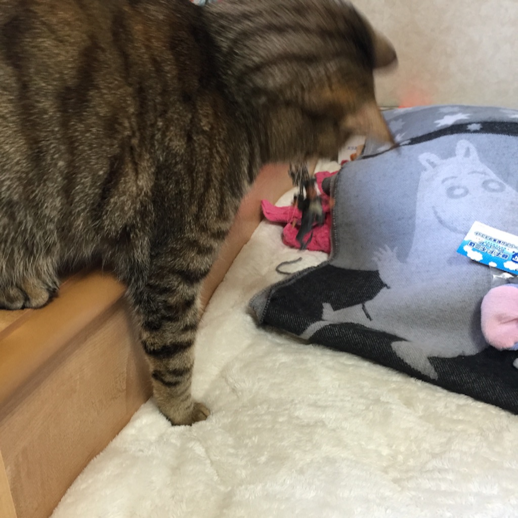 f:id:kurozi96:20151215180932j:image f:id:kurozi96:20151215180932j:image