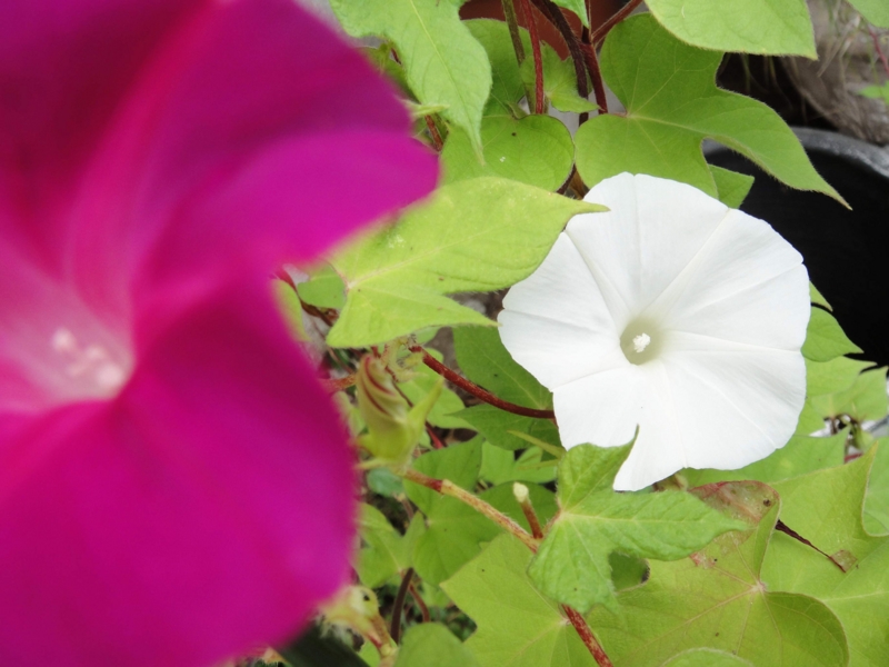 f:id:kuu1019:20130911113549j:plain f:id:kuu1019:20130911113549j:plain