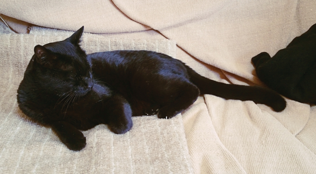 f:id:kuu1019:20151027102005j:plain f:id:kuu1019:20151027102005j:plain