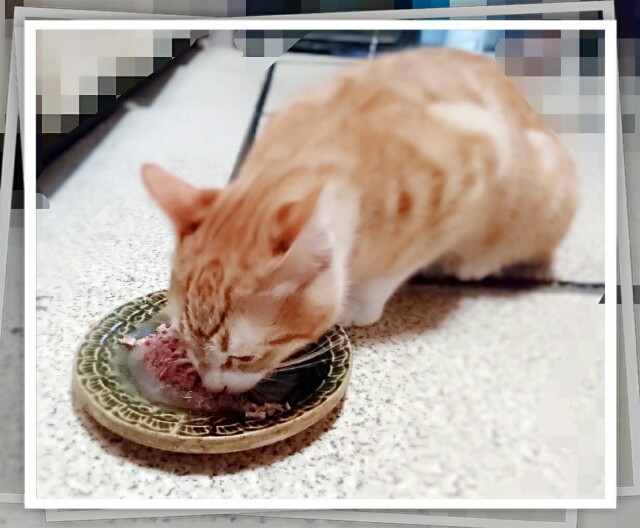 f:id:kuu1019:20151225200223j:plain f:id:kuu1019:20151225200223j:plain