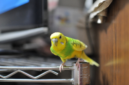 f:id:kuwachan-family:20120819182513j:image f:id:kuwachan-family:20120819182513j:image