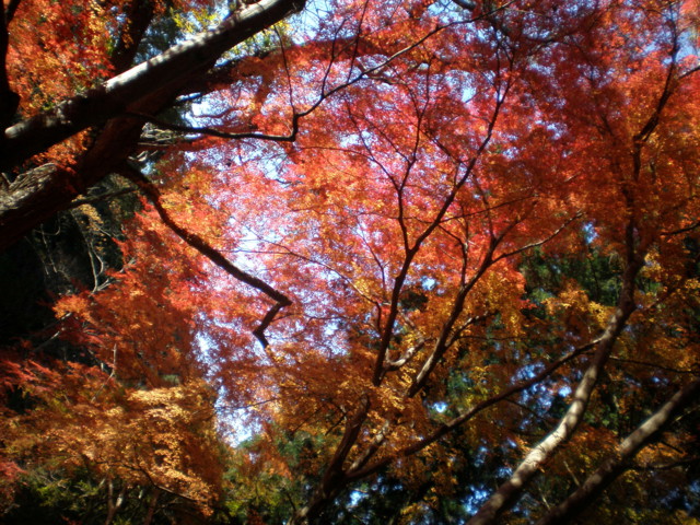 f:id:kuyu:20081203122002j:image