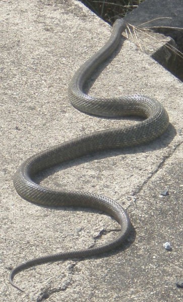 f:id:kuyu:20101008115243j:image