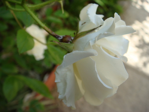 f:id:kyon21:20100518085553j:image f:id:kyon21:20100518085553j:image