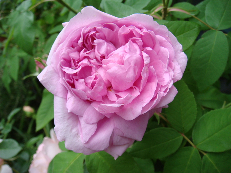 f:id:kyon21:20110512170113j:image f:id:kyon21:20110512170113j:image