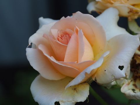 f:id:kyon21:20130710063233j:plain f:id:kyon21:20130710063233j:plain