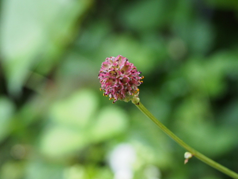 f:id:kyon21:20130715173844j:plain f:id:kyon21:20130715173844j:plain