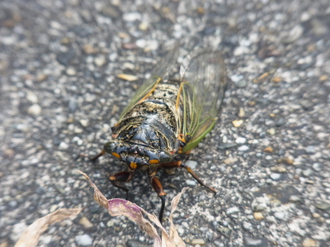 f:id:kyon21:20130804090336j:plain f:id:kyon21:20130804090336j:plain