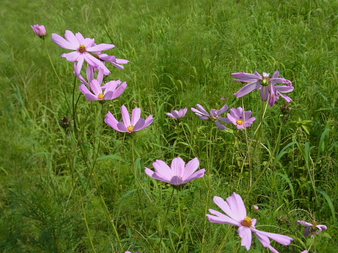 f:id:kyon21:20130804092139j:plain f:id:kyon21:20130804092139j:plain