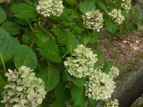f:id:kyon21:20130804092318j:plain f:id:kyon21:20130804092318j:plain