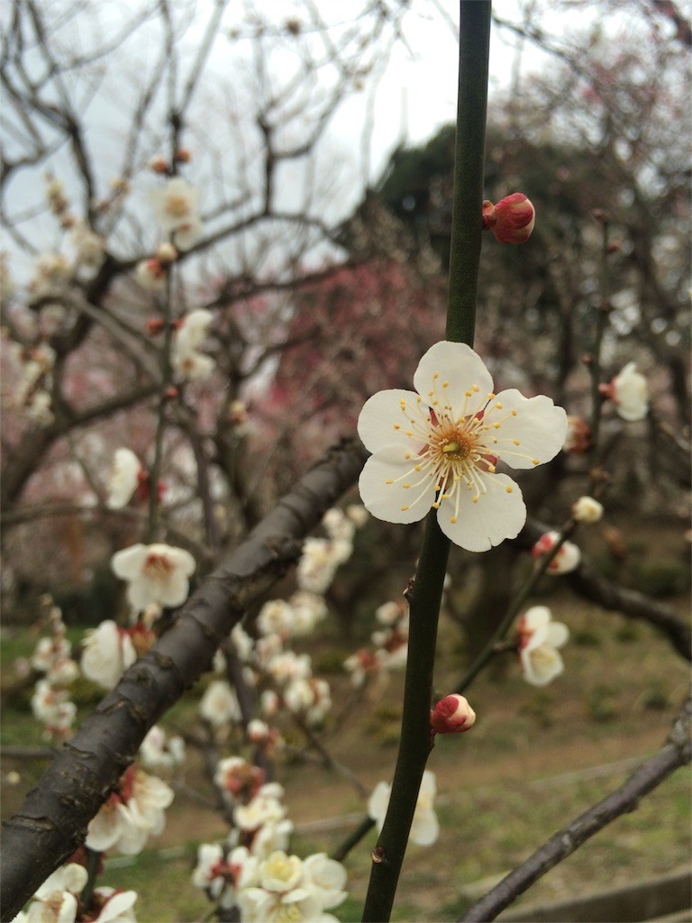 f:id:kyoro99:20160309085727j:image f:id:kyoro99:20160309085727j:image