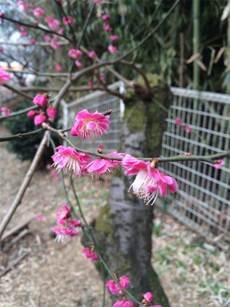 f:id:kyoro99:20160309085814j:image f:id:kyoro99:20160309085814j:image