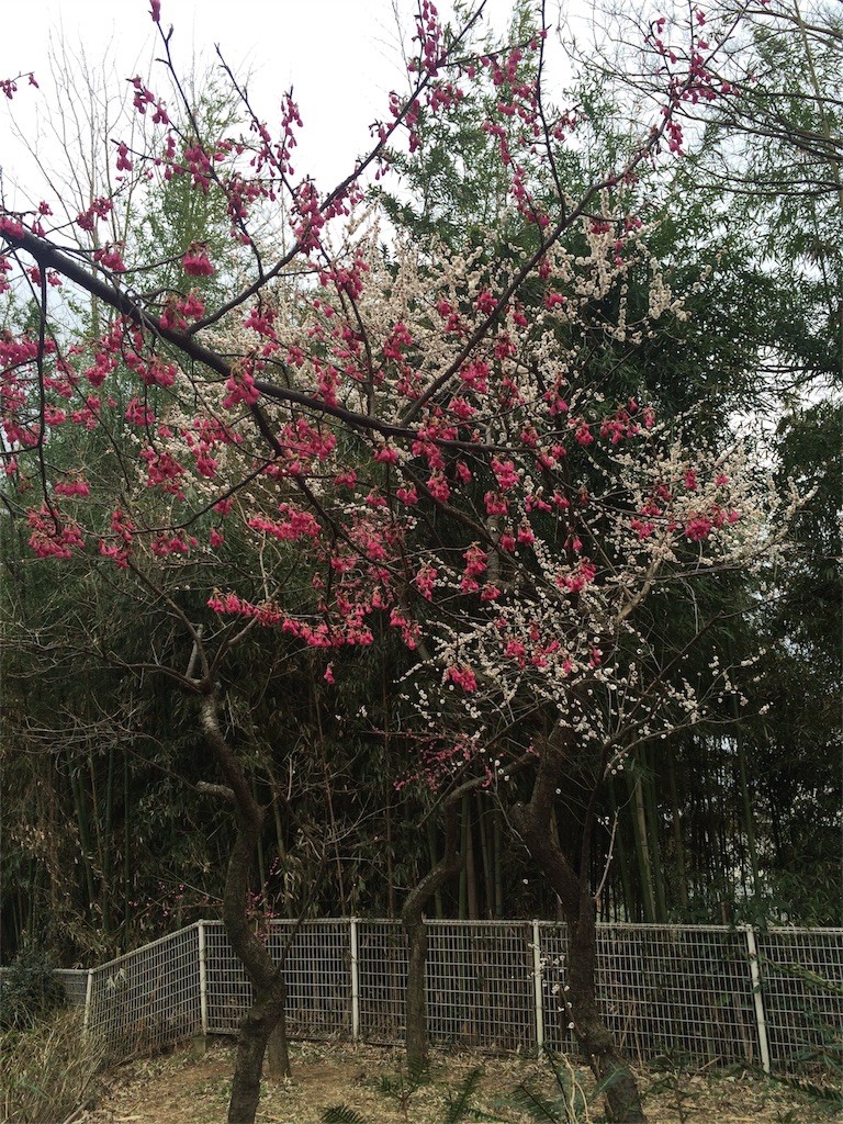 f:id:kyoro99:20160309085939j:image f:id:kyoro99:20160309085939j:image