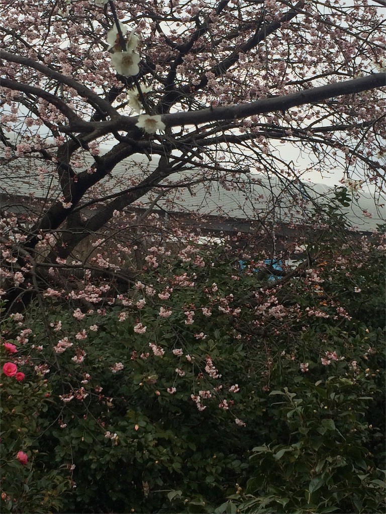 f:id:kyoro99:20160309090028j:image f:id:kyoro99:20160309090028j:image