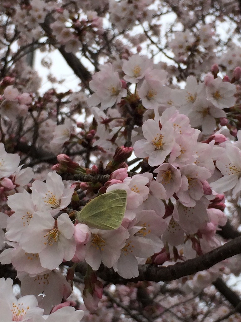 f:id:kyoro99:20160404084523j:image f:id:kyoro99:20160404084523j:image